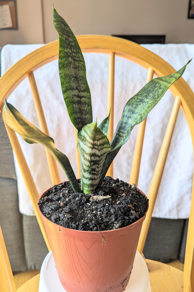 snake plant thumbnail