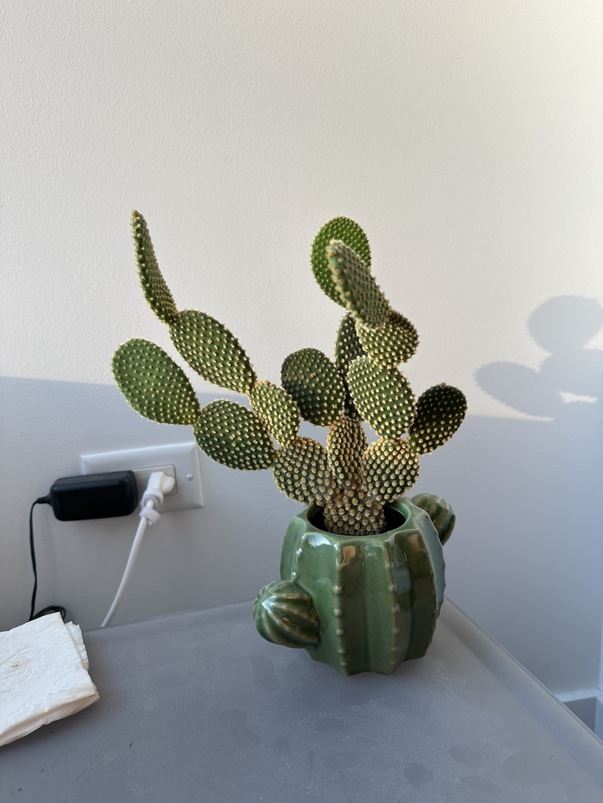 Cactus Plant in a Cactus Pot