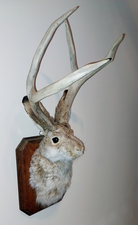 Taxidermy Jackalope wall decor (10" by 20") image indicator(2)