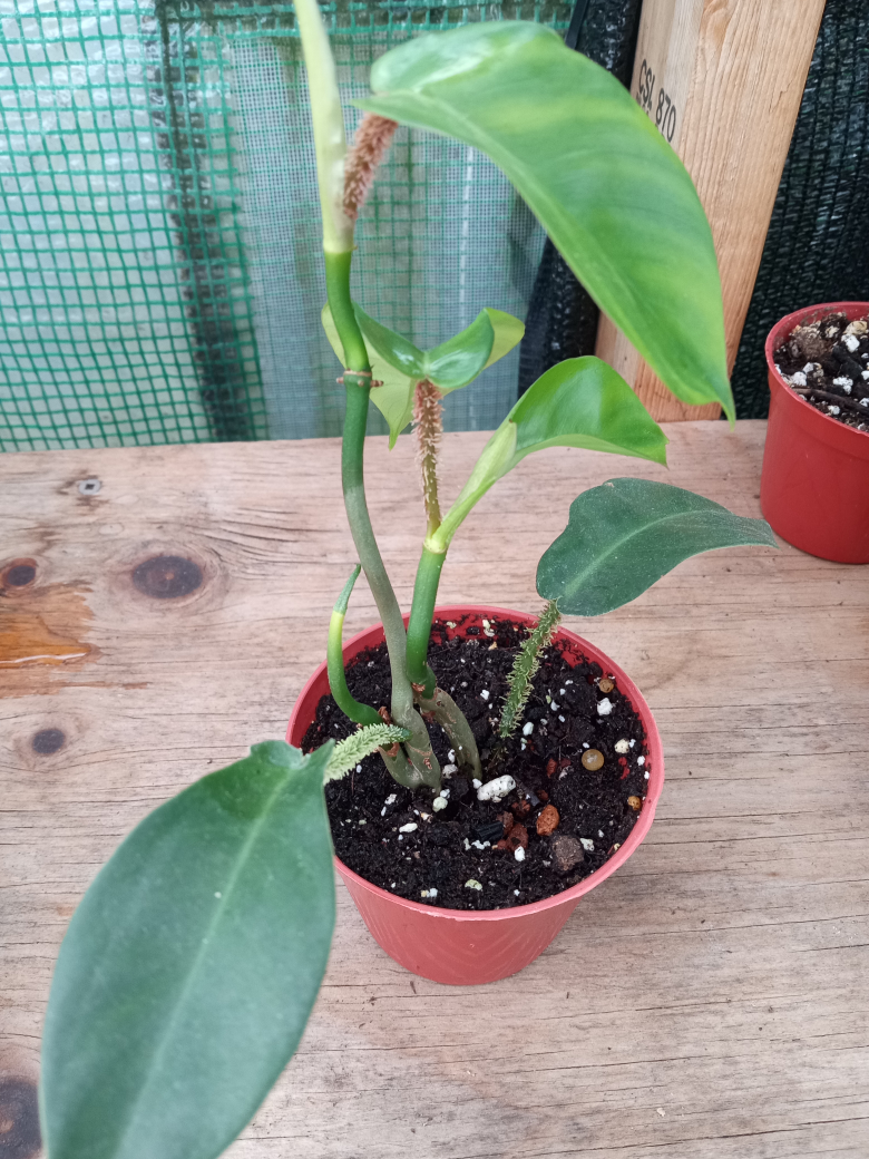 Philodendron Squamiferum - photo 5