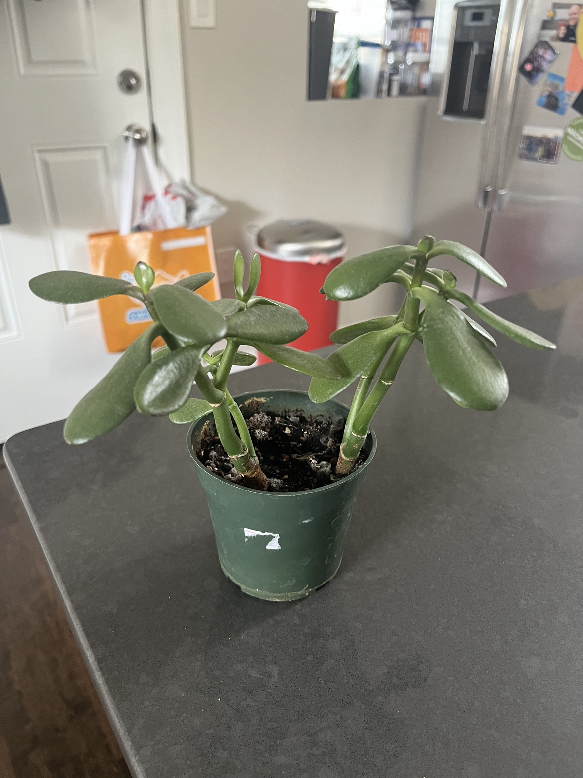Jade Plant