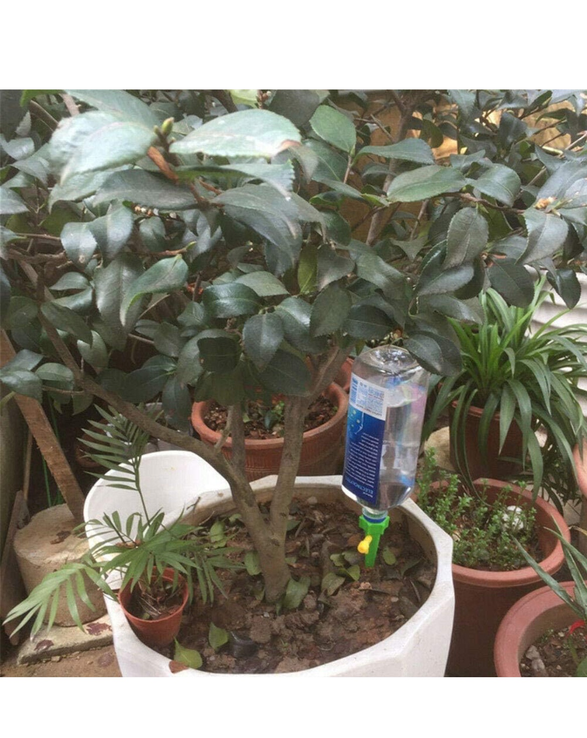 New pack 12Pcs Plant Water Funnel Flower Drip Spikes Automatic image indicator(3)