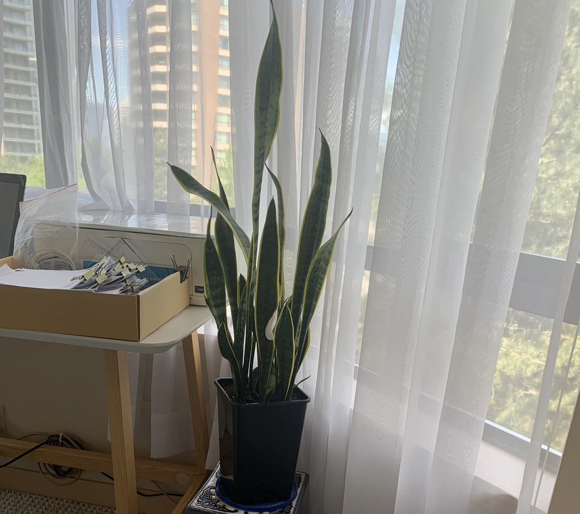 Plant