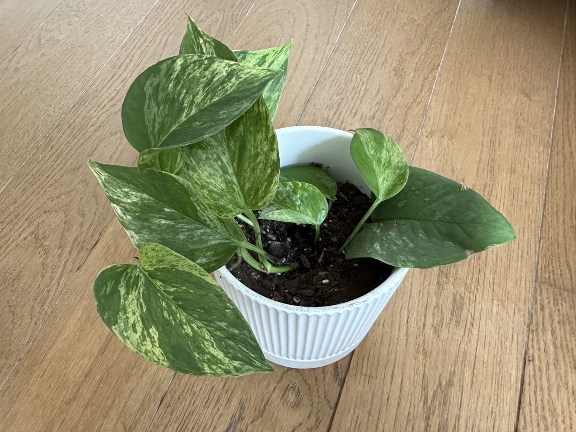 Marble Queen Pothos Plant in 5 inch ceramic pot thumbnail