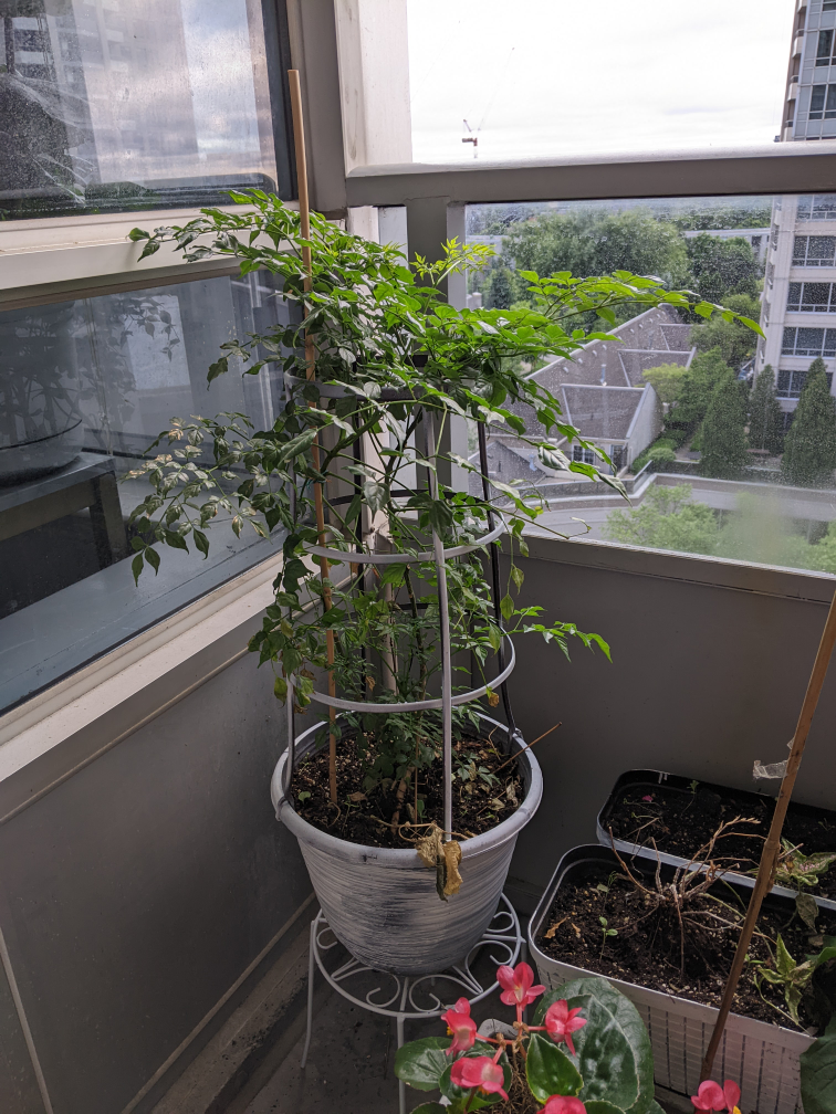 Large plant with pot and stand white thumbnail