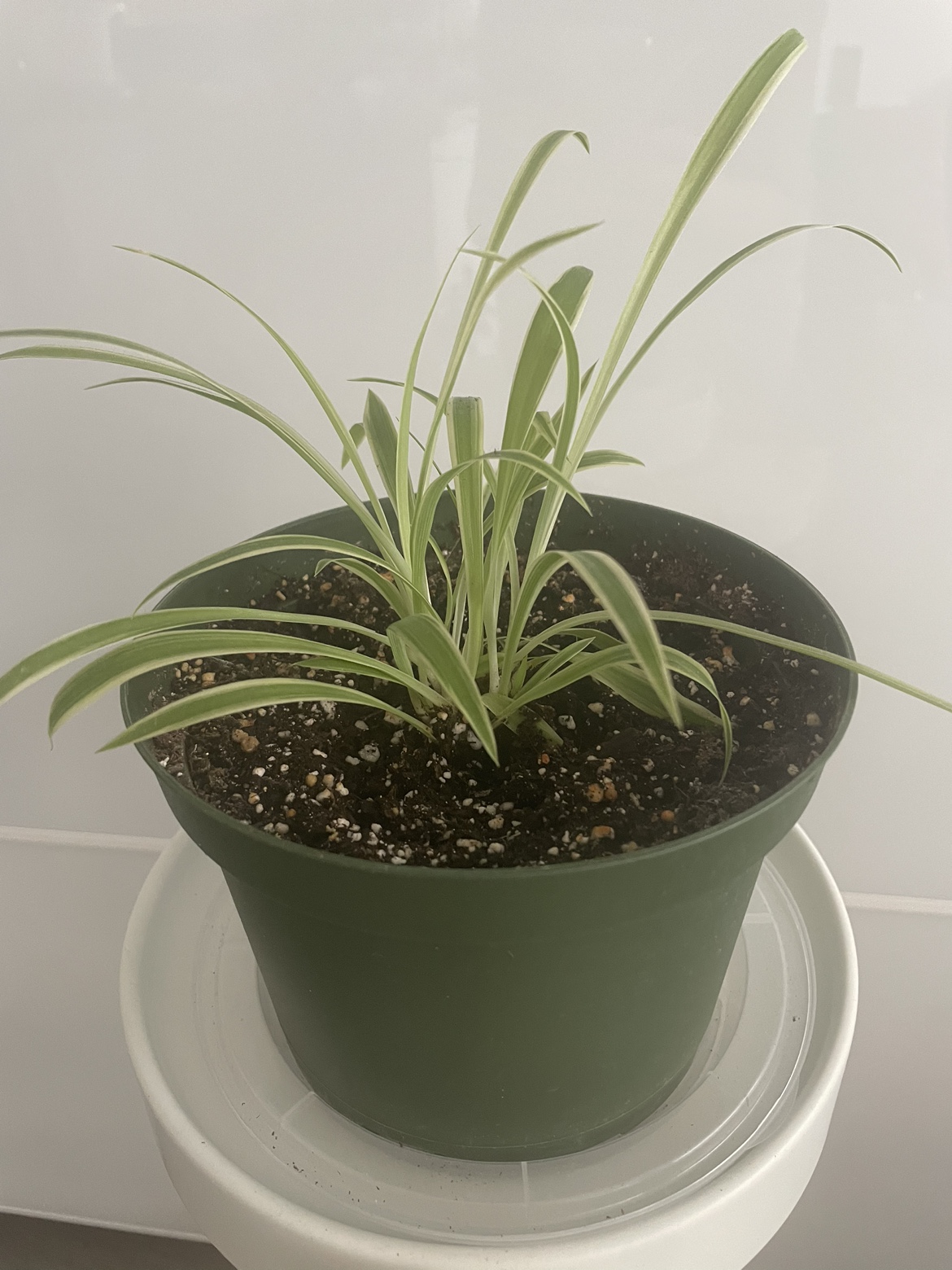 Spider plant