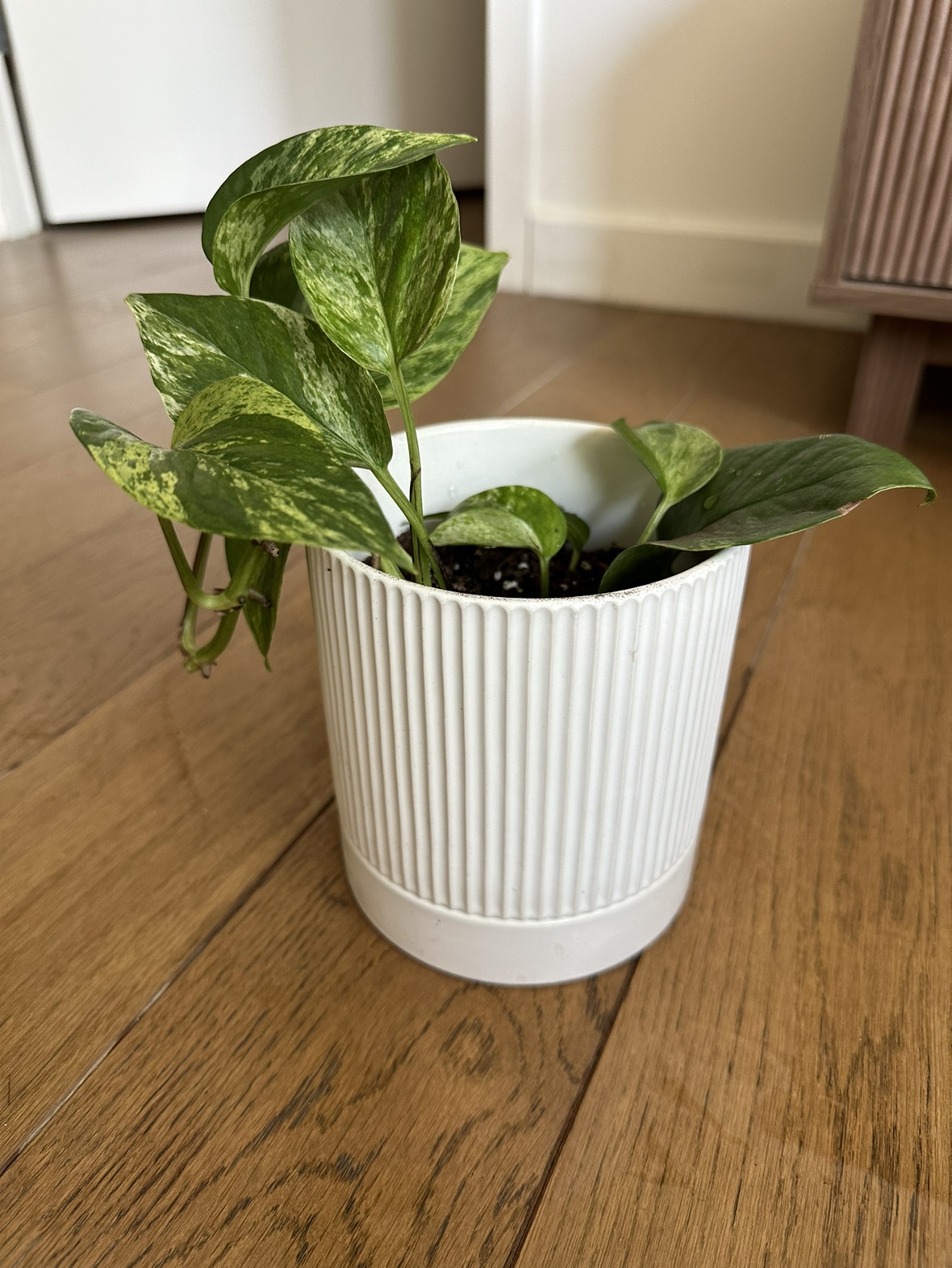 Marble Queen Pothos Plant in 5 inch ceramic pot - photo 2