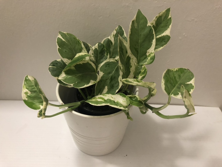 3.5“  N-joy plant only$5, with cover pot$8 thumbnail
