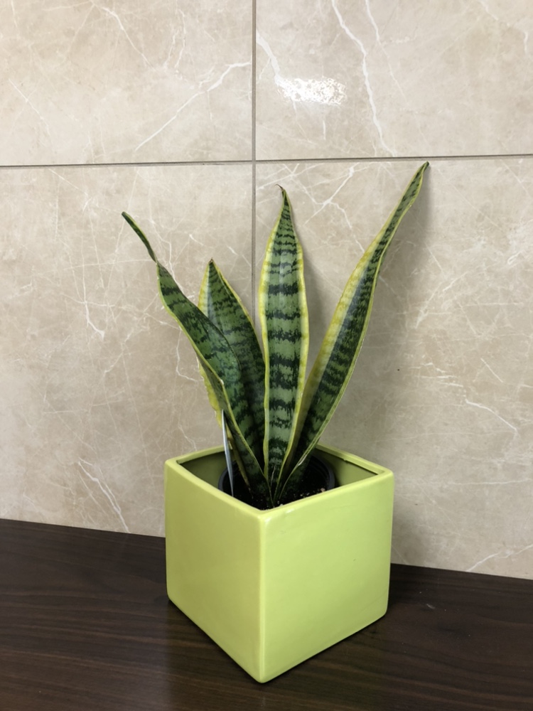 4” snake plant with cover pot thumbnail
