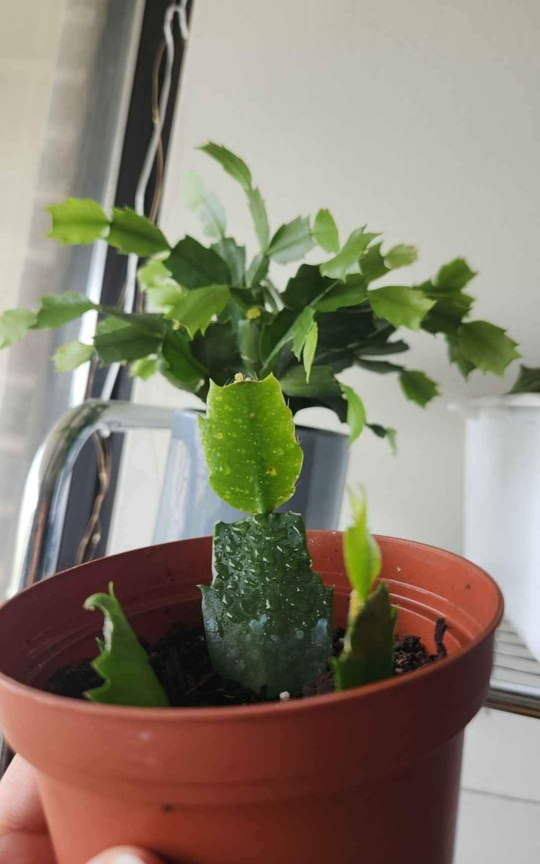 fast growing Christmas cactus plant thumbnail