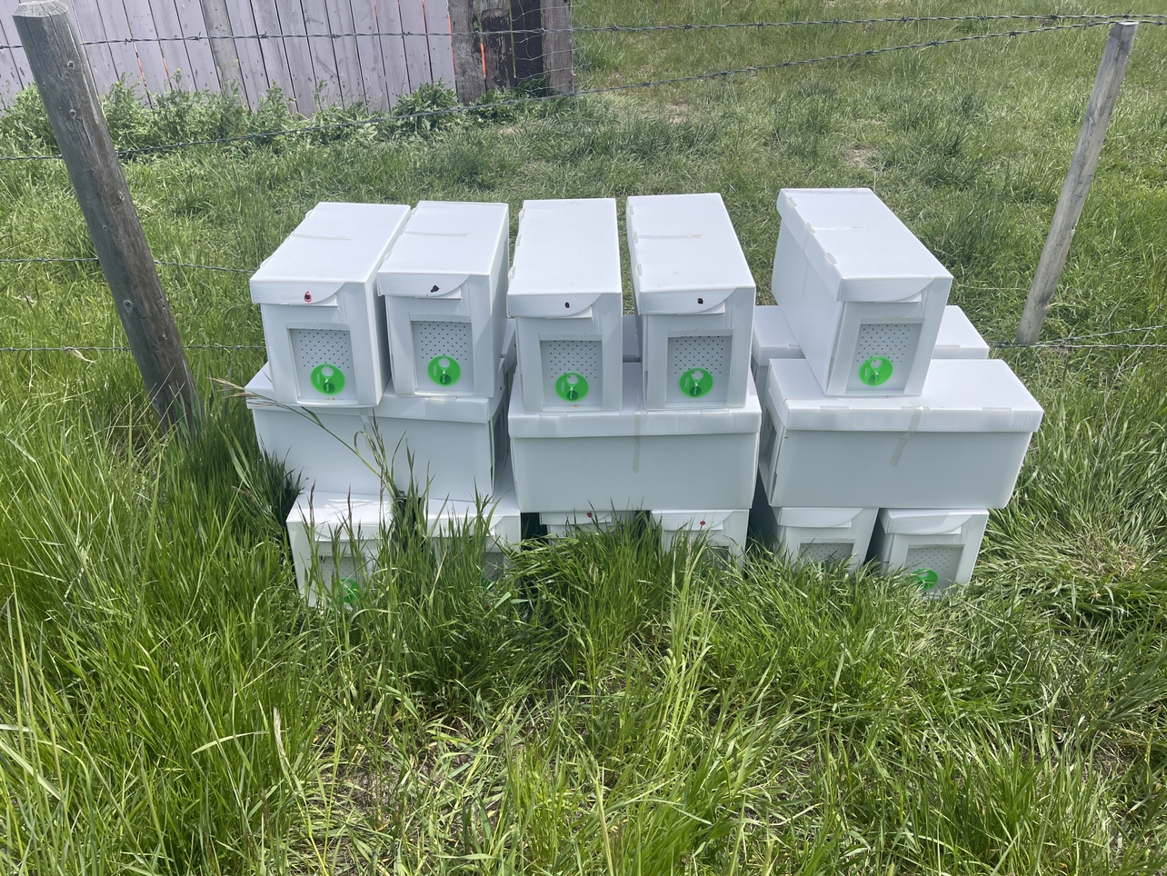 5 frames Nucs