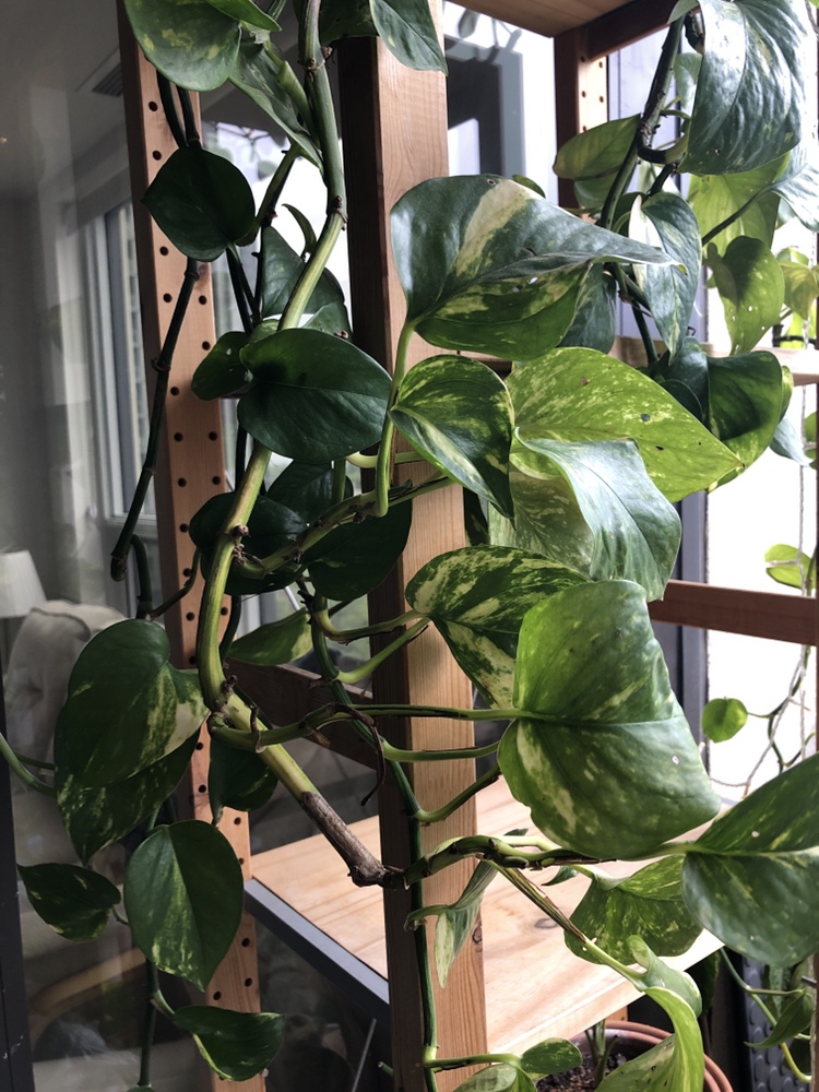 Pothos green shaded healthy plant 🇨🇦 image indicator(2)
