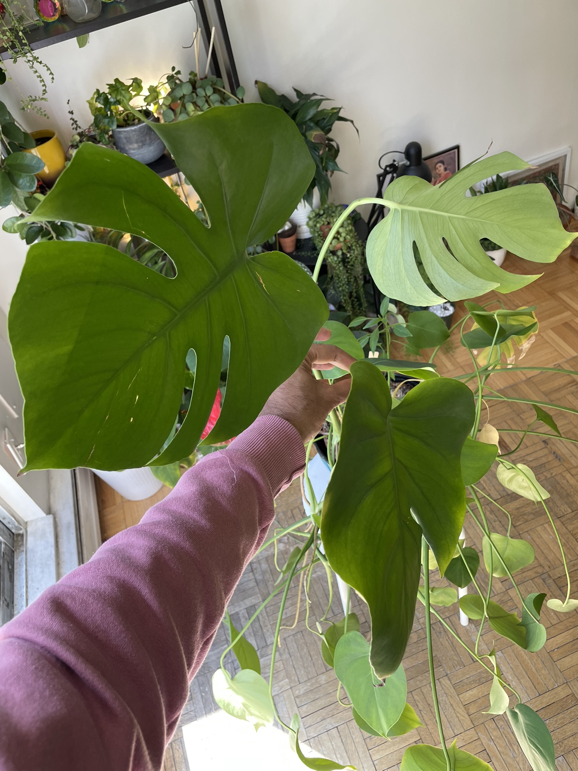 Huge Monstera Deliciosa