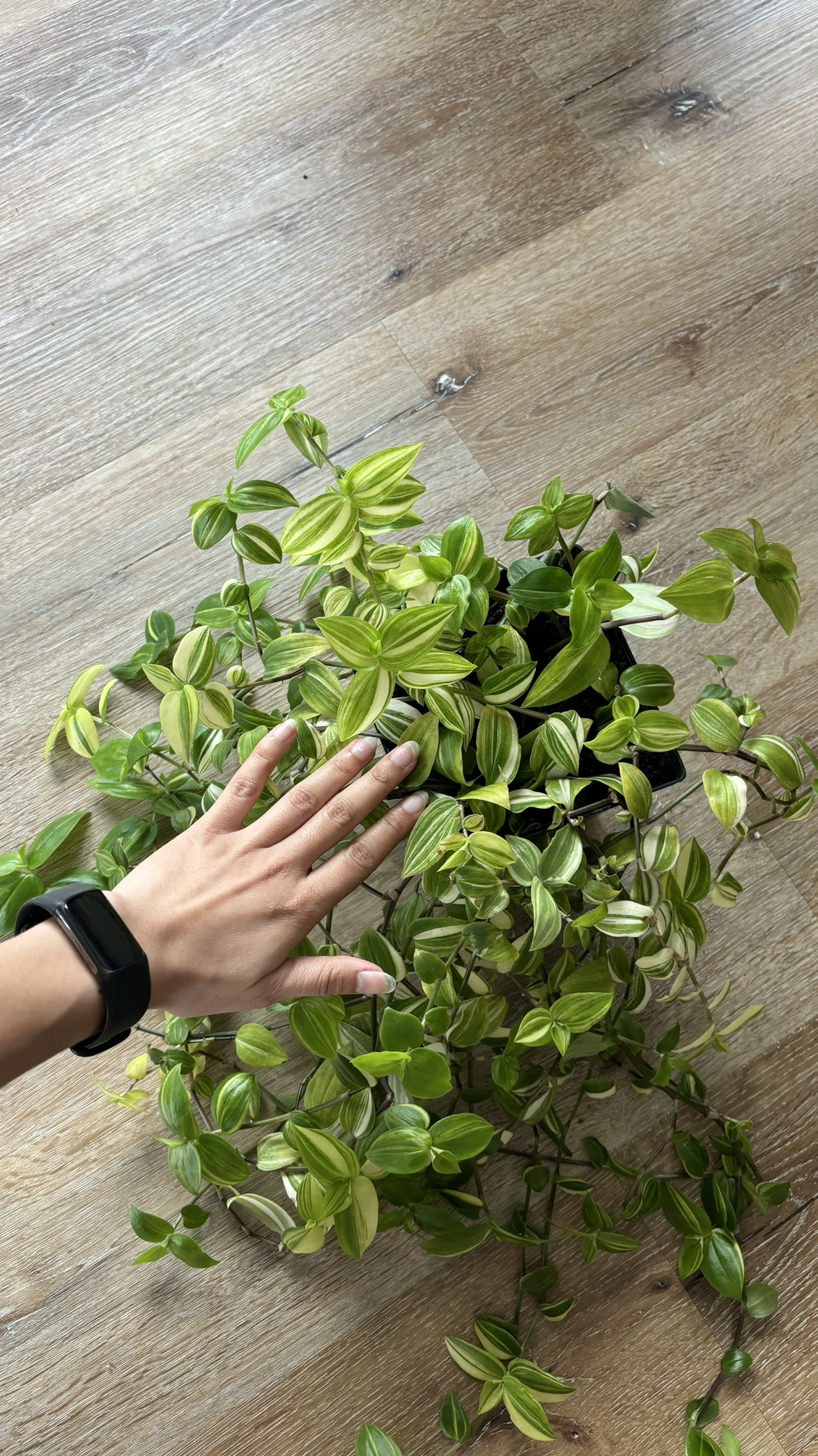 Green Tradescantia Plant thumbnail