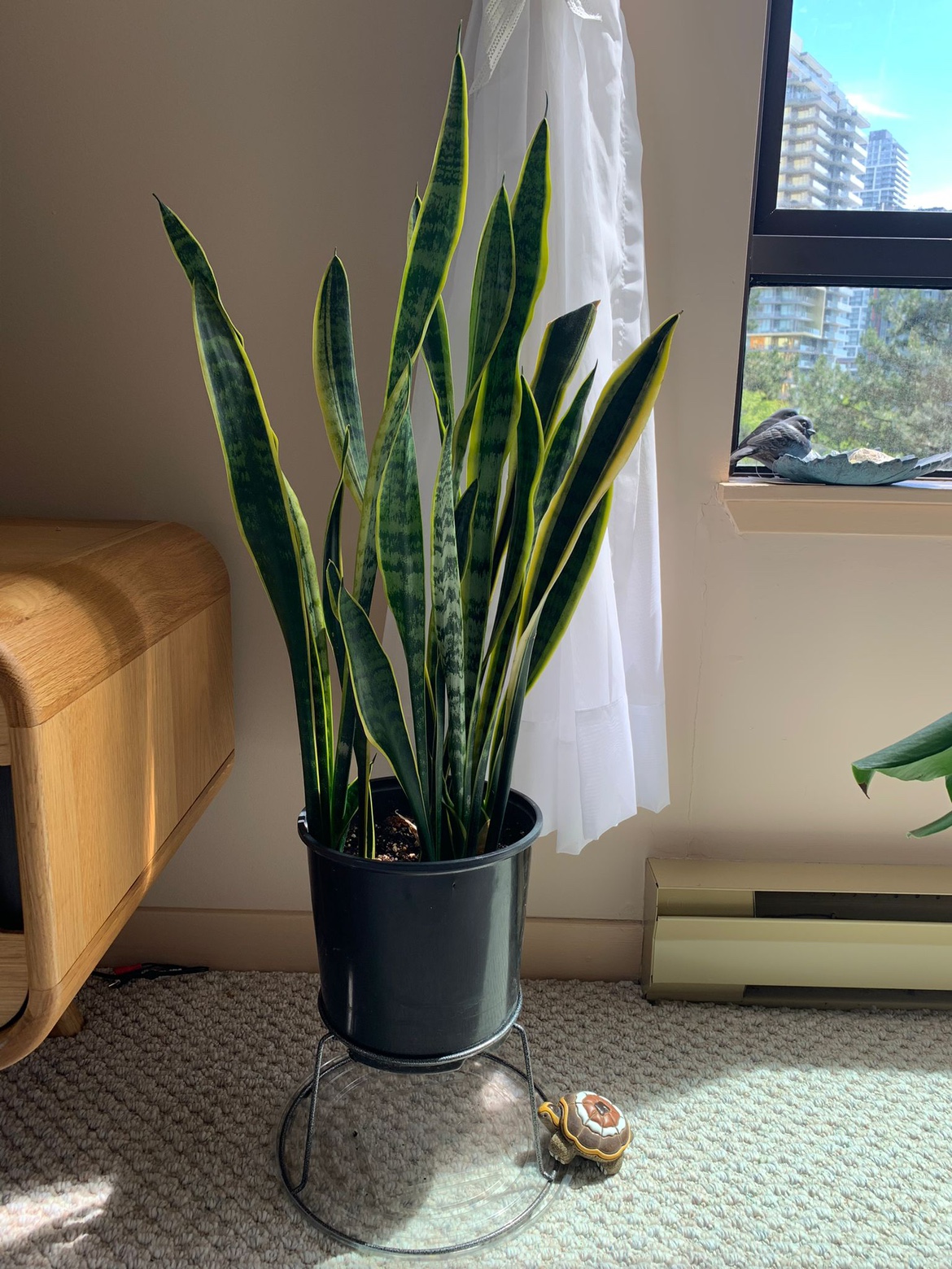 Plant