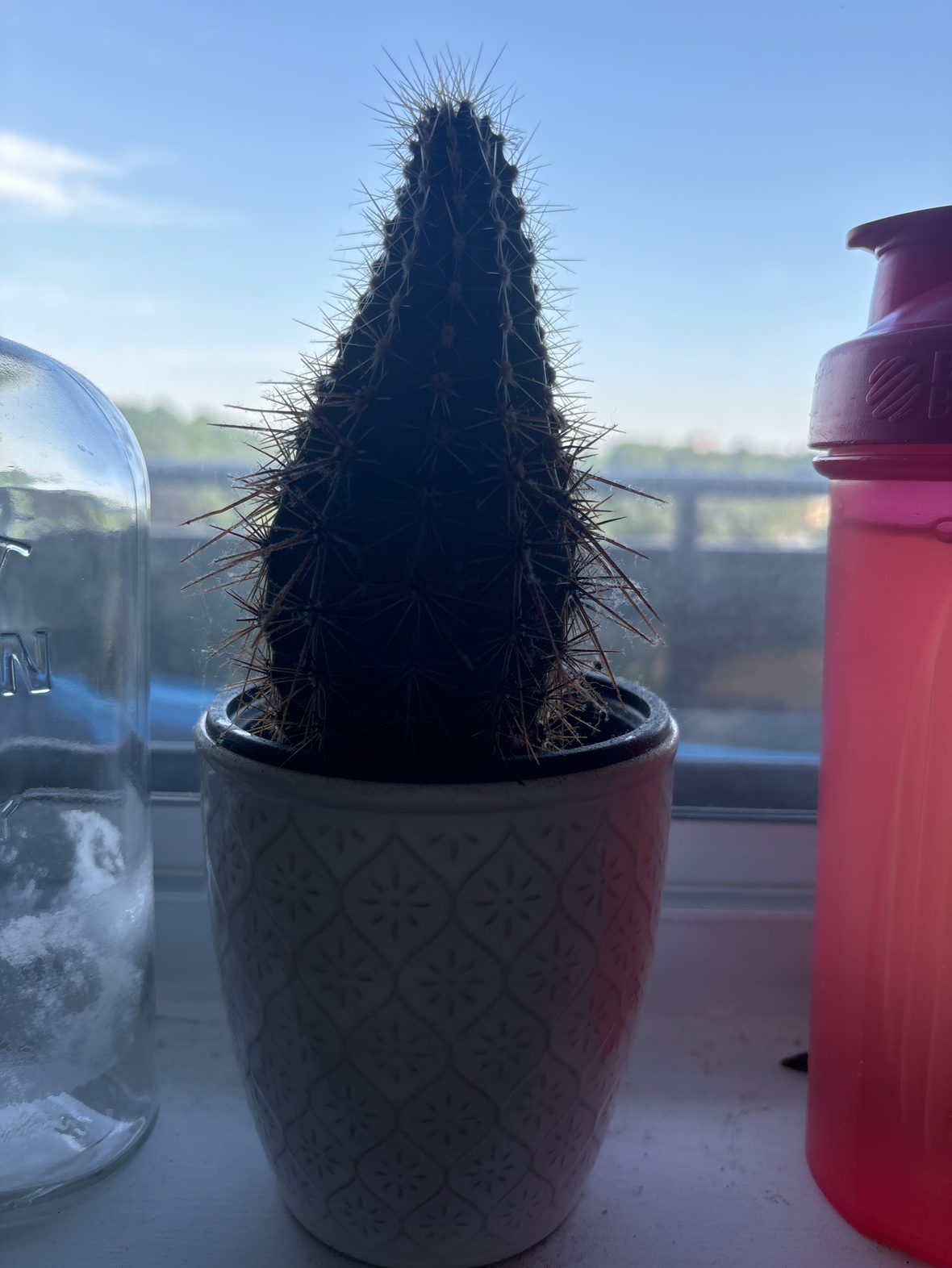 Cactus + Pot
