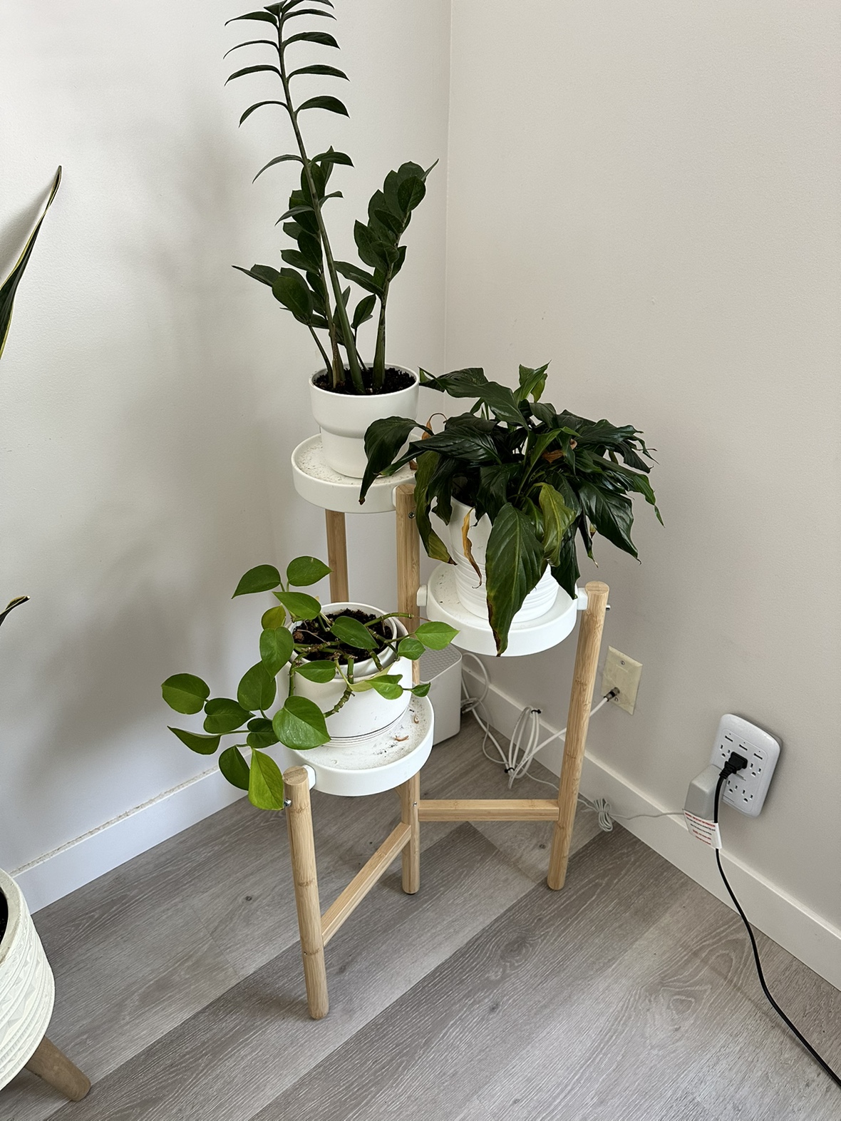 Three plants, one shelf