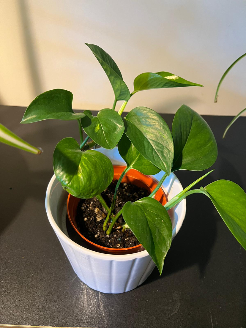 Green and marble pathos (money plant) image indicator(6)