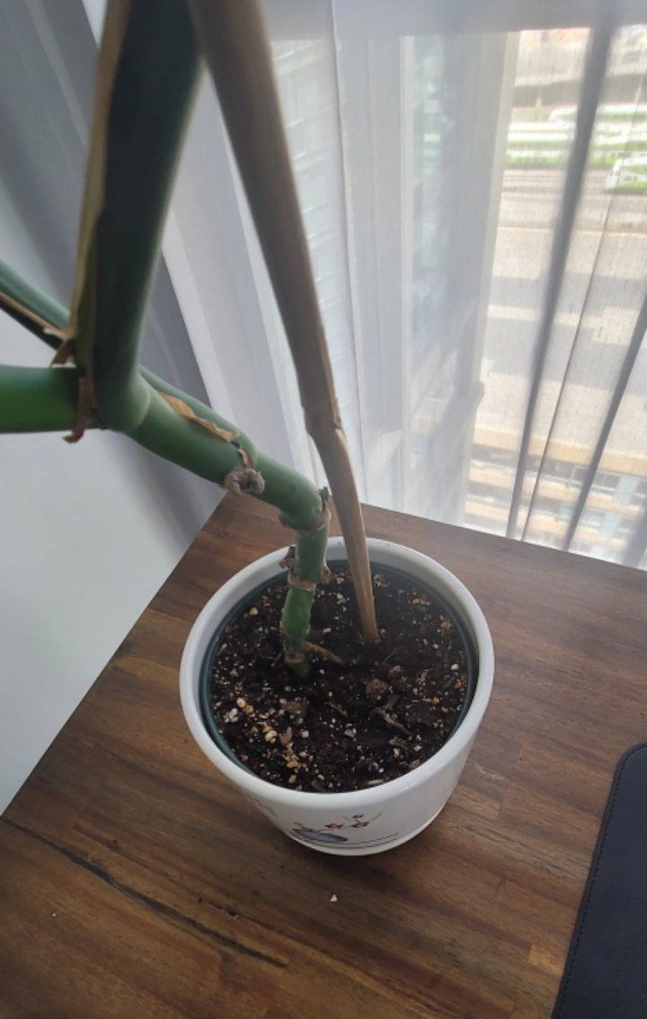 6" Monstera Deliciosa  - without planter - photo 5