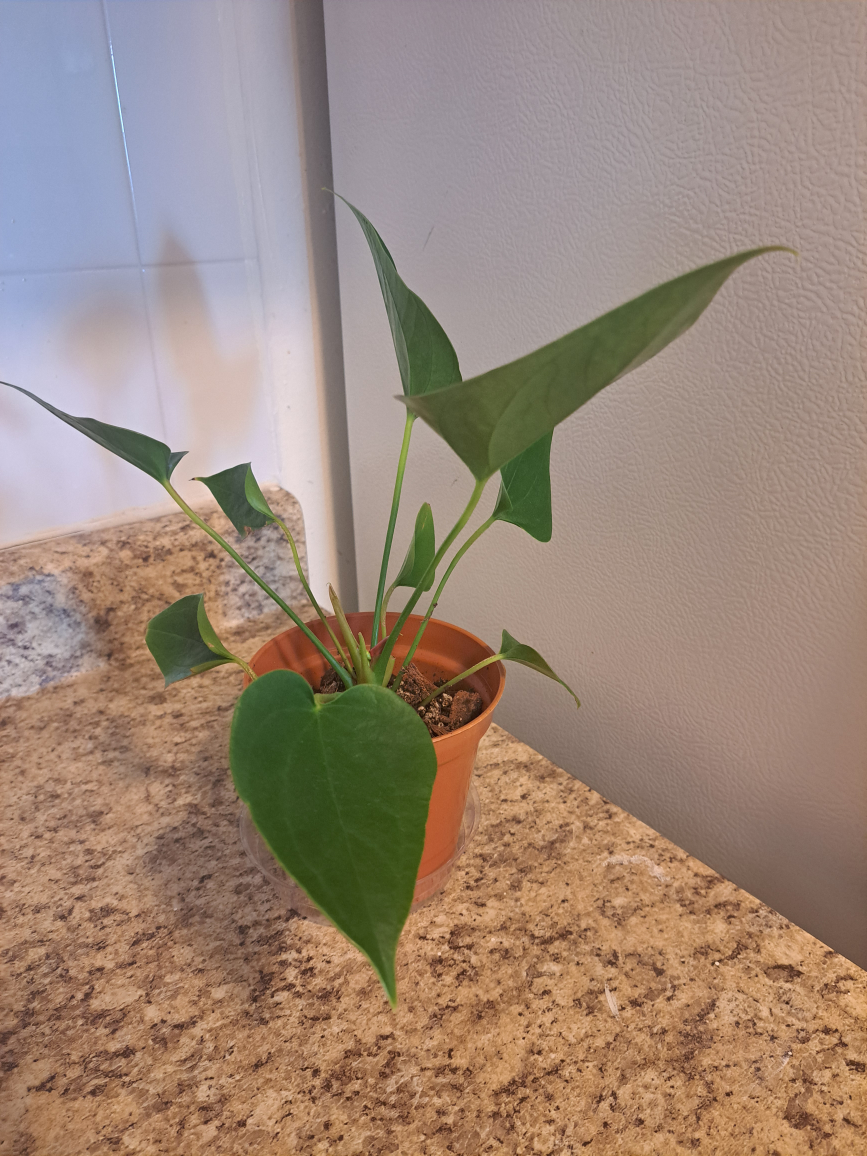 anthuriums image indicator(2)