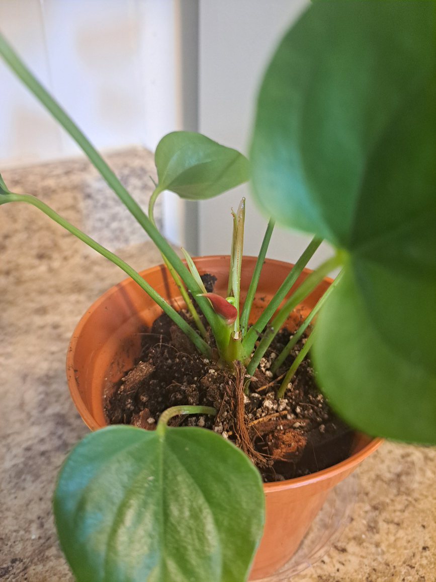 anthuriums image indicator(3)