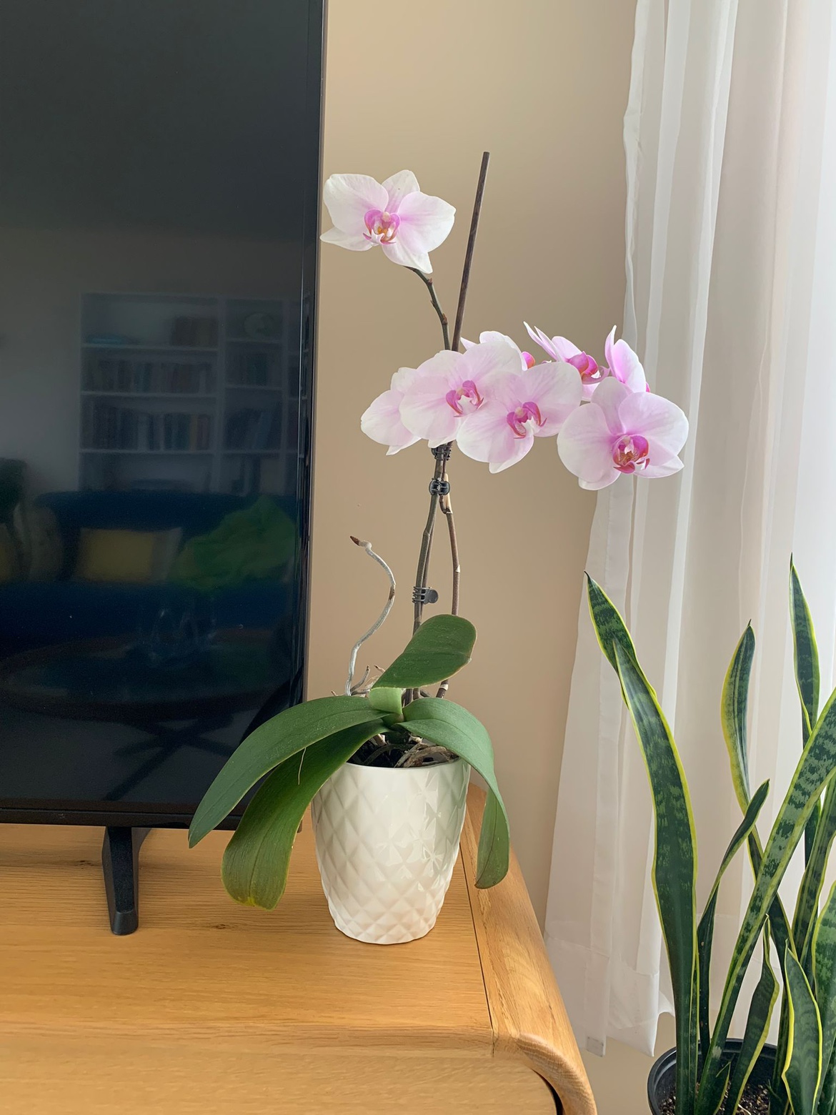 Orchid