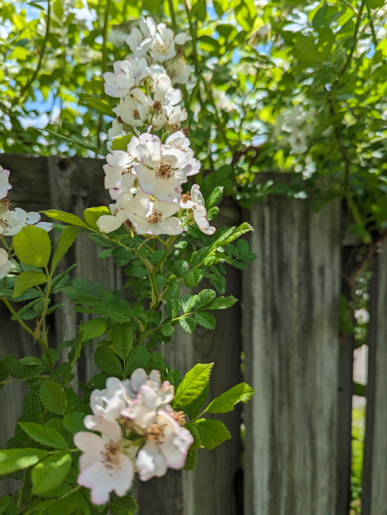 multiflora rose and free irises image indicator(2)