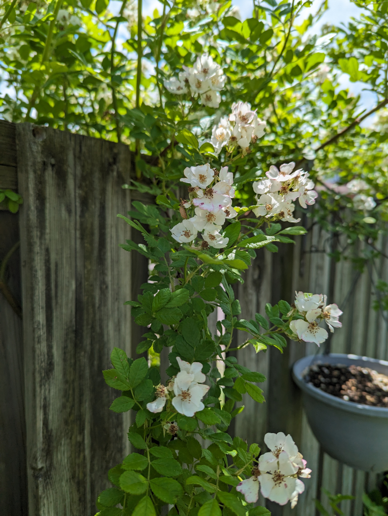 multiflora rose and free irises image indicator(3)