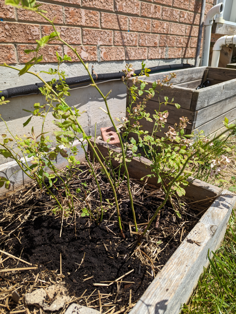 multiflora rose and free irises image indicator(4)