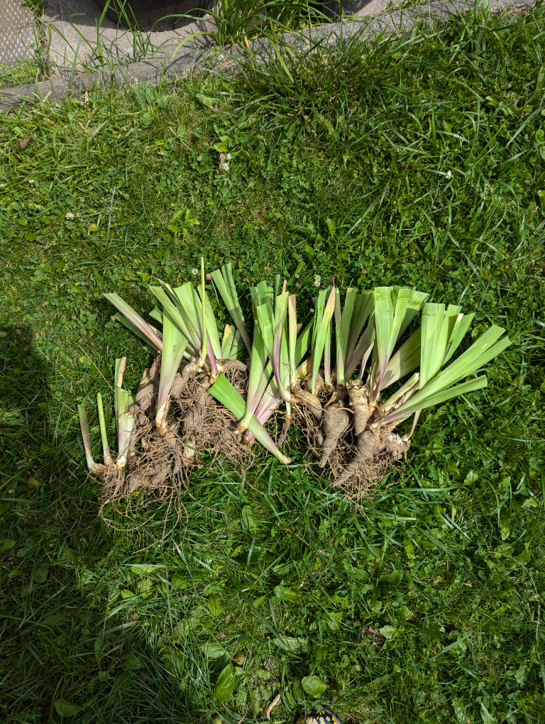 multiflora rose and free irises image indicator(5)