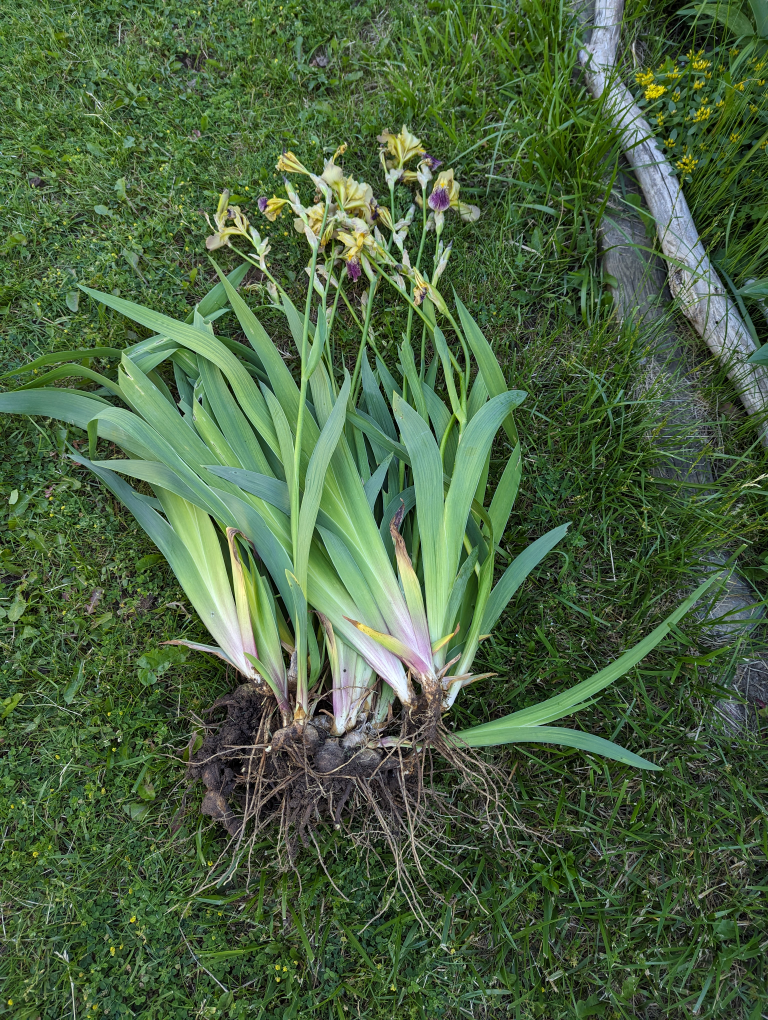 multiflora rose and free irises image indicator(6)