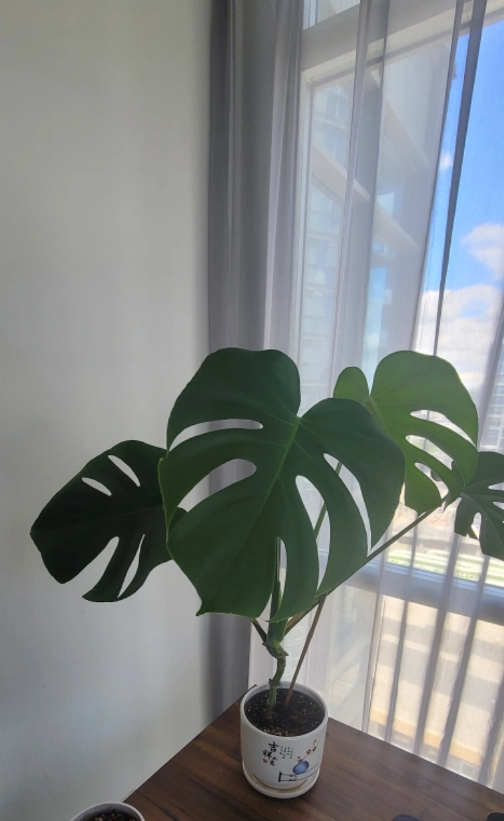 6" Monstera Deliciosa  - without planter