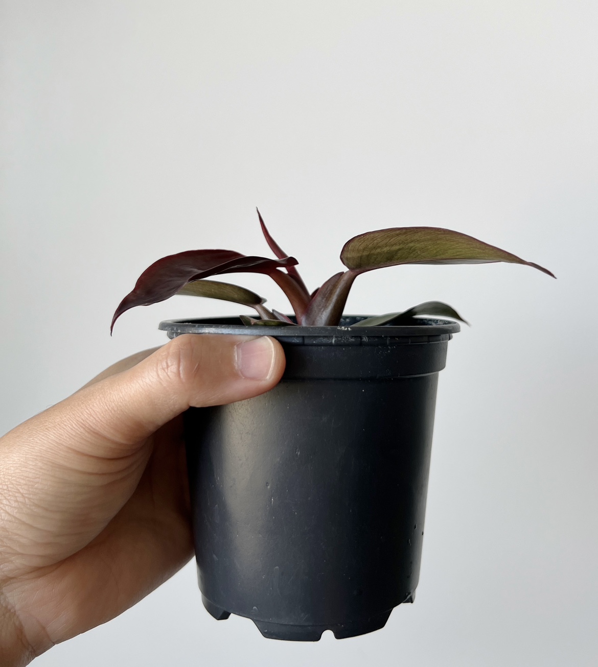 Houseplant 🪴 Philodendron Sun Red 🧡 image indicator(2)