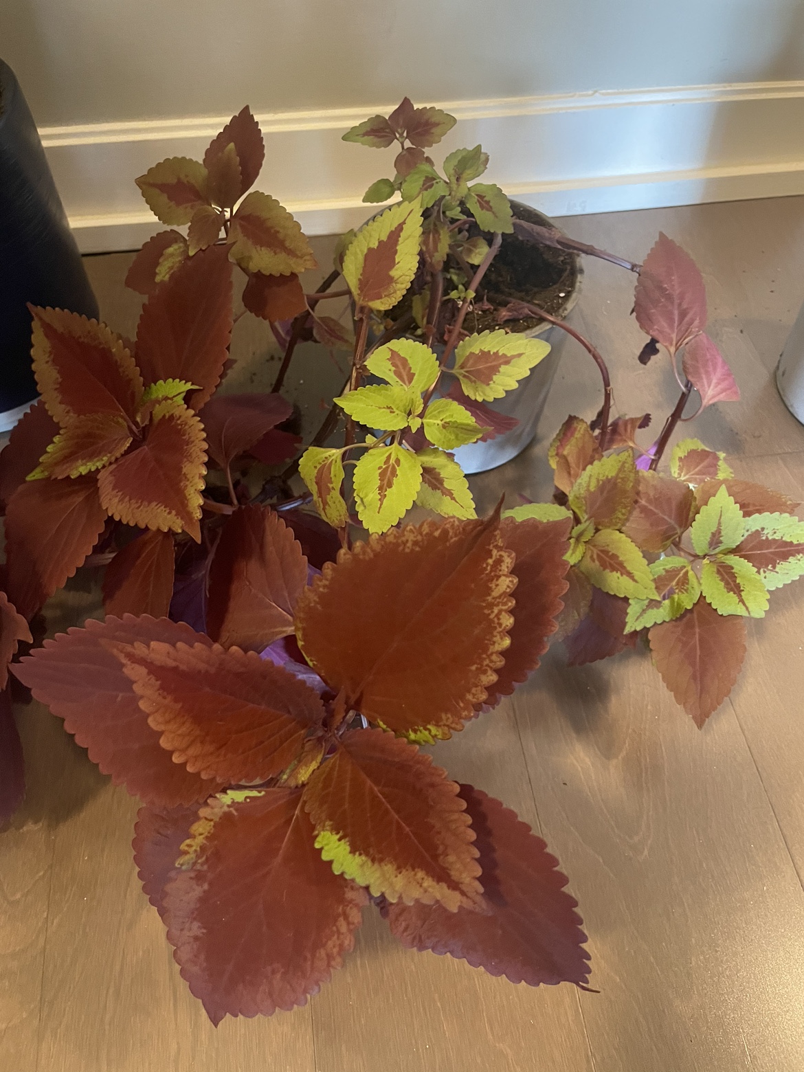 Coleus Plant - photo 2