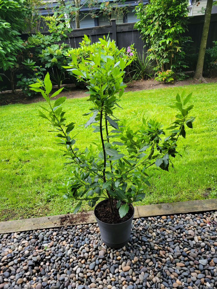 Bay leaf tree 4 feet tall thumbnail