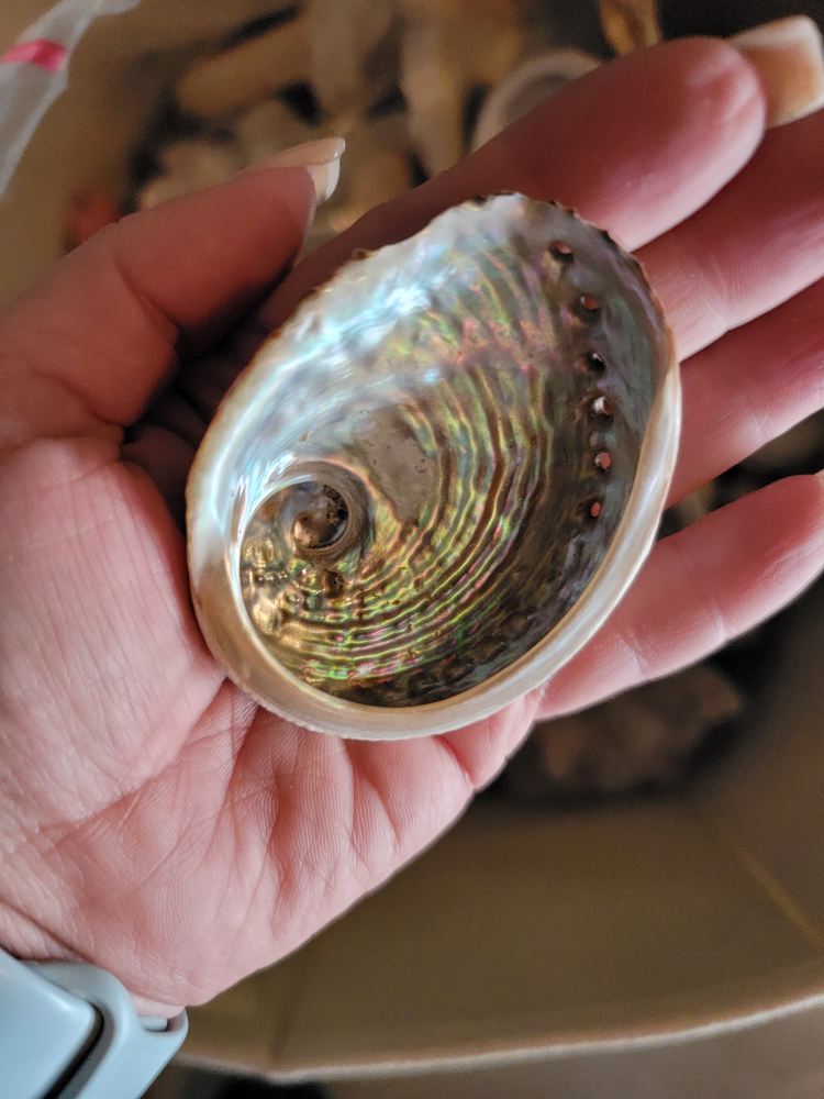 MOVING SALE Over 10lbs of Shells thumbnail
