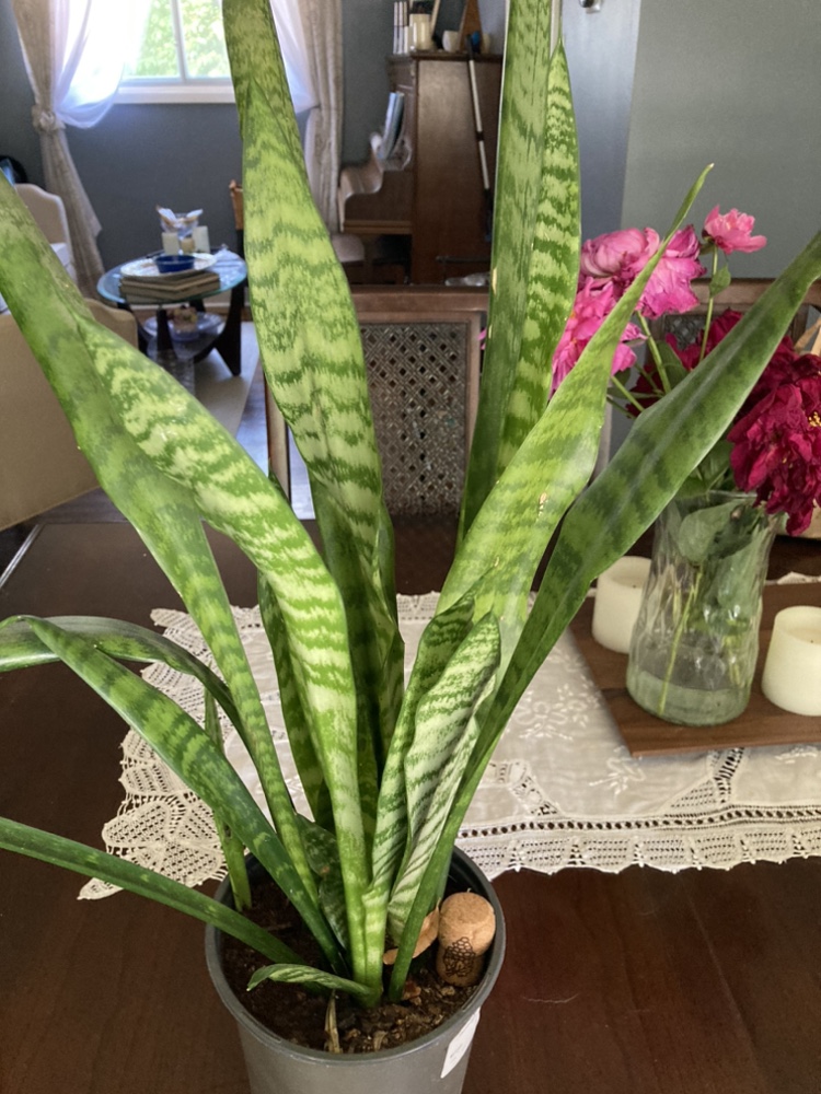 Snake plants