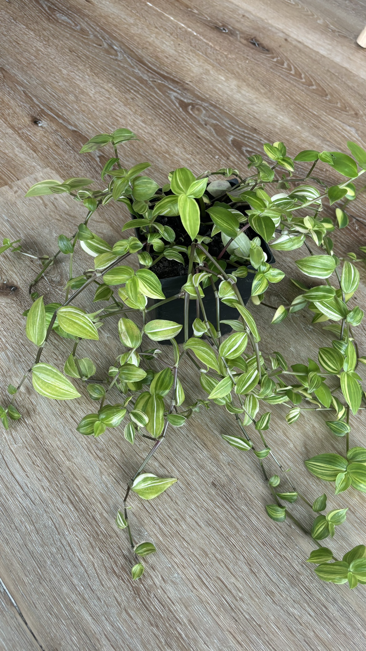 Green Tradescantia Plant thumbnail