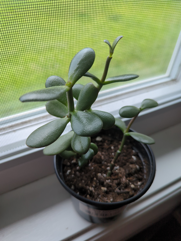 Jade Trees #4 image indicator(2)