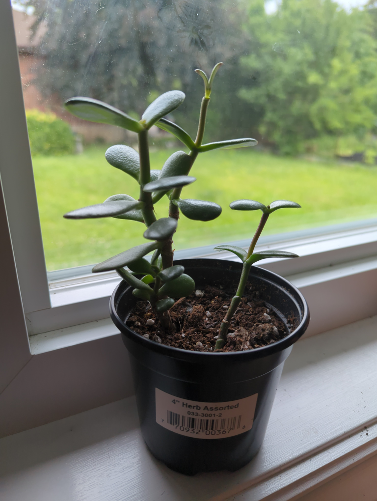 Jade Trees #4 image indicator(3)