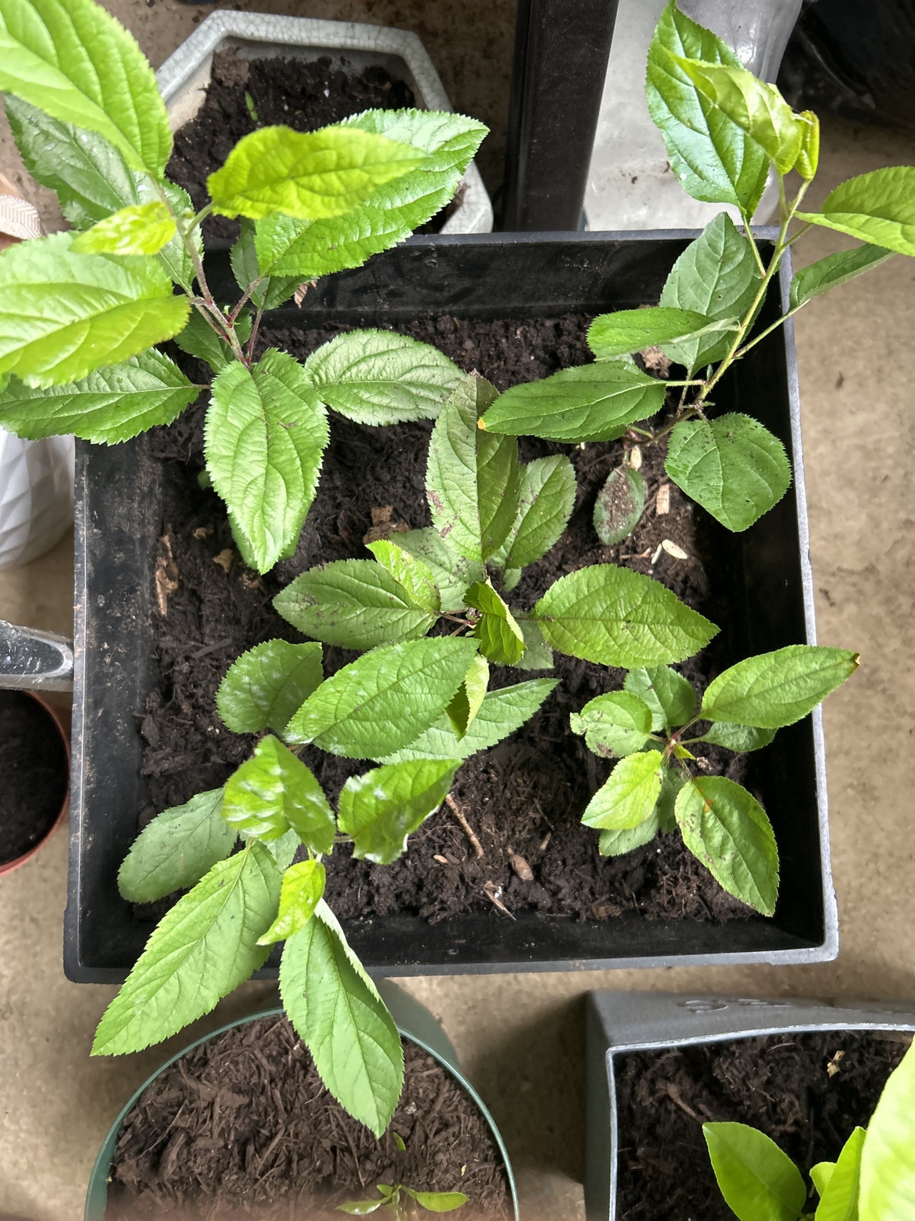 Apple, Orange and lemon tree image indicator(2)