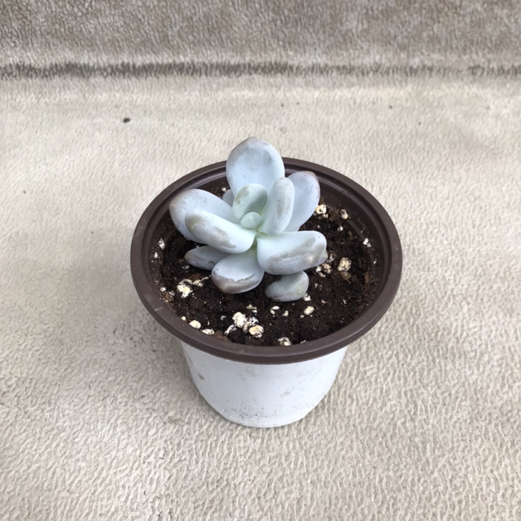 Moonstone succulent thumbnail