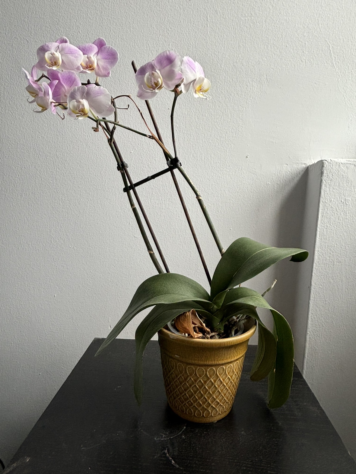 Purple Orchid + Vase