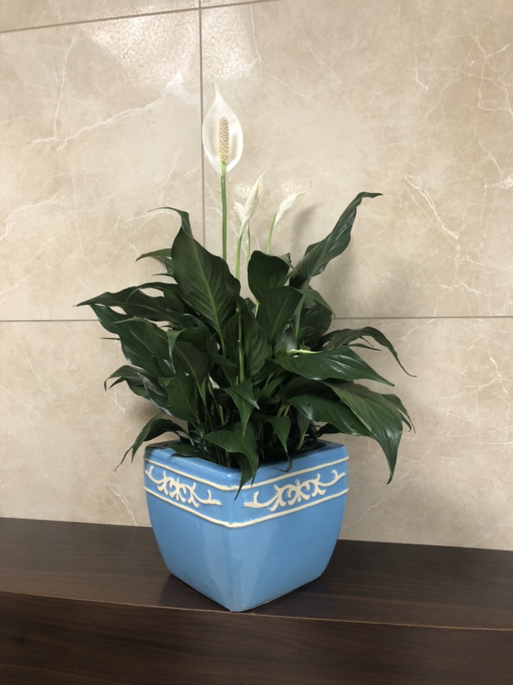 6” peace lily with cover pot thumbnail