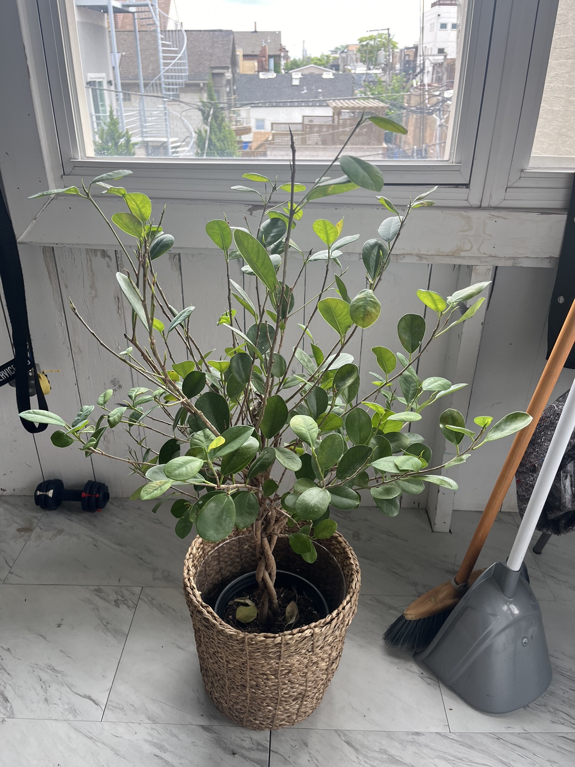 Ficus Plant