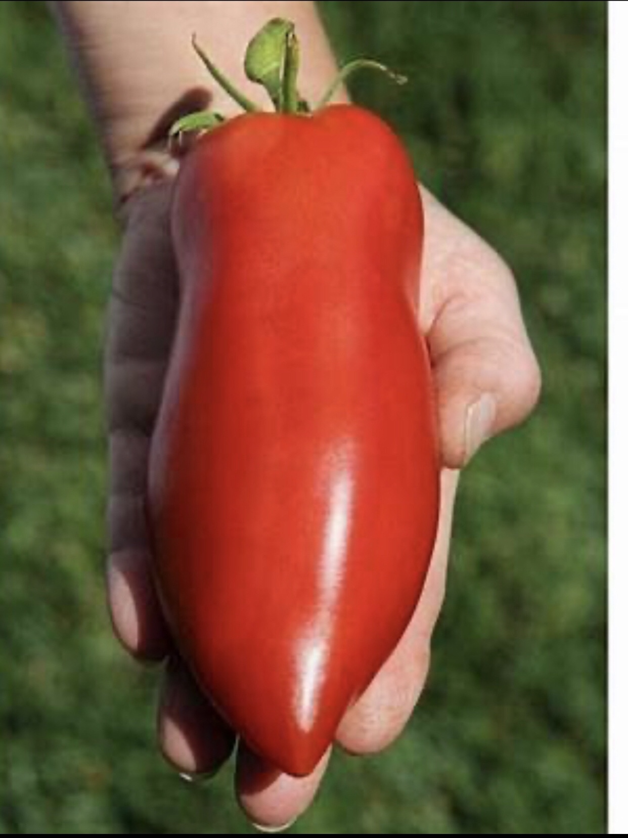 Heirlooms Tomatoes Plants-***Pending pick-up**