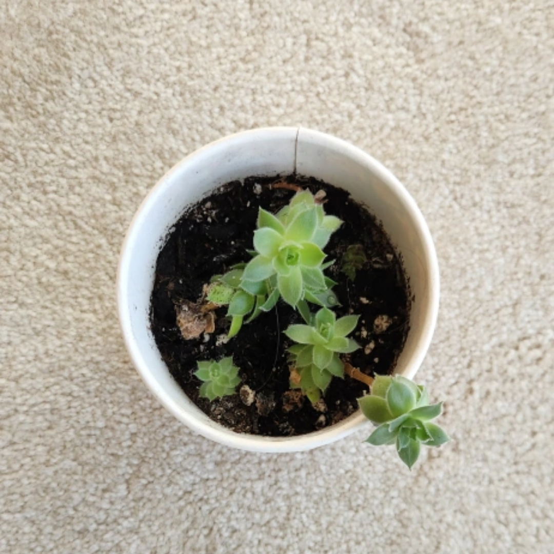 Succulents thumbnail