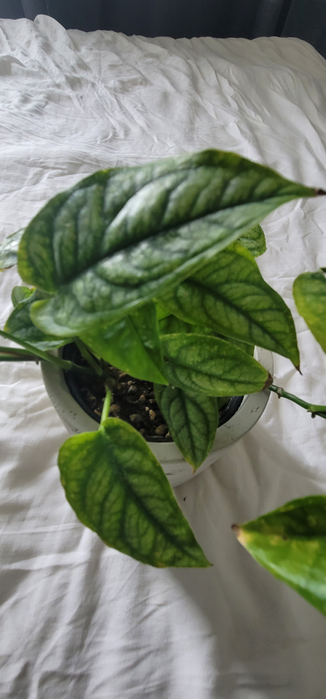 4" Monstera Siltepecana with planter - photo 2