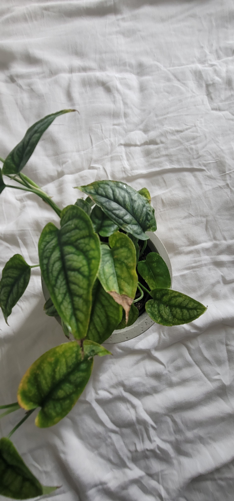 4" Monstera Siltepecana with planter - photo 3