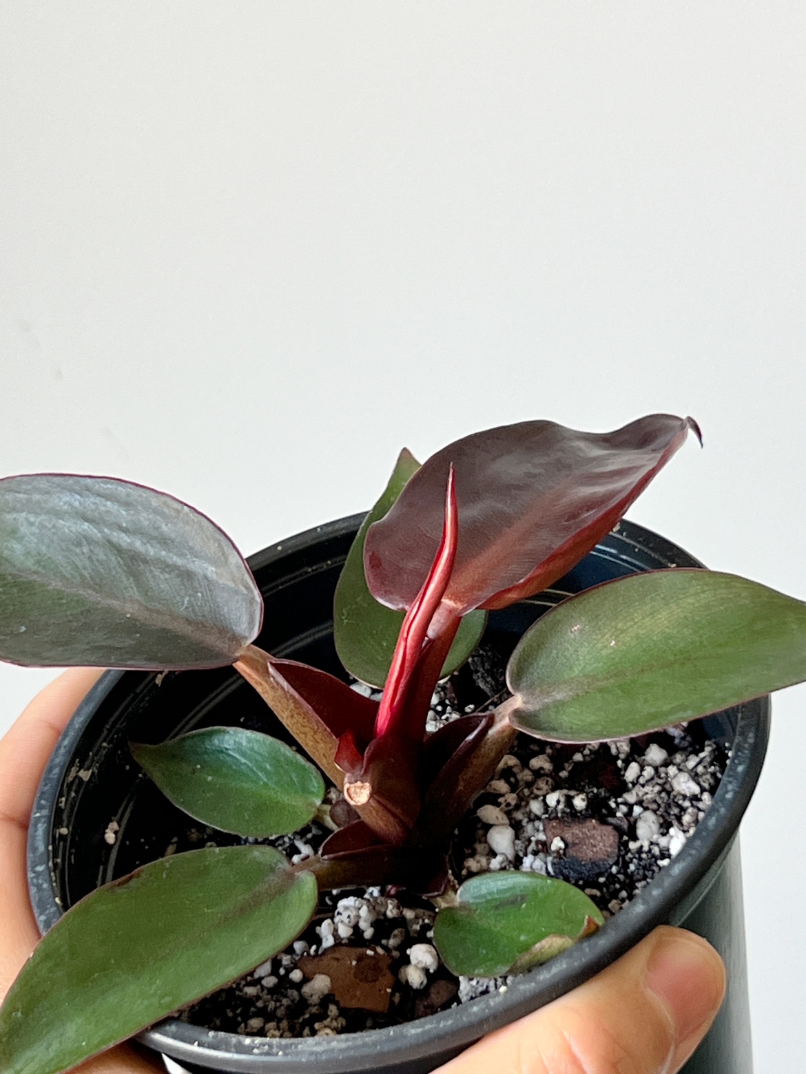 Houseplant 🪴 Philodendron Sun Red 🧡 image indicator(4)